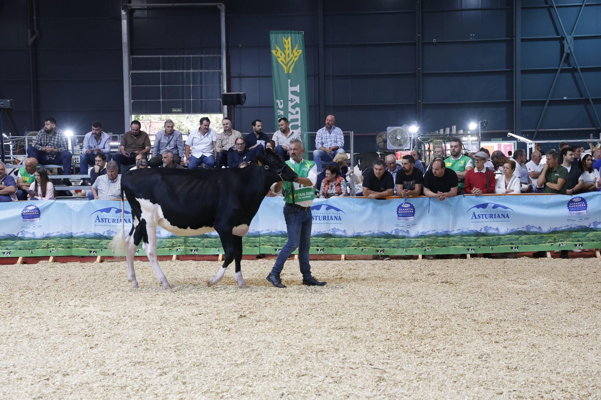 El concurso en Gijón de la mejor vaca de Asturias, en imágenes