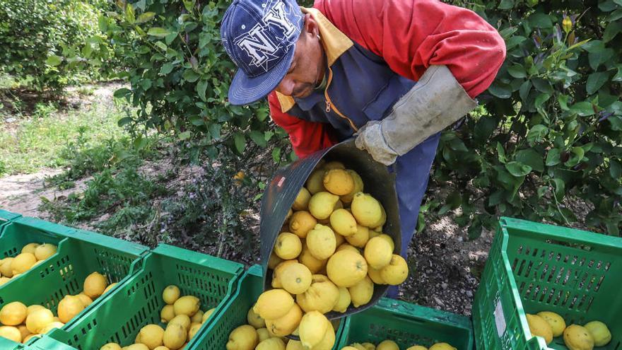 Un trabajador del campo recoge limones en una explotación agrícola de la Vega Baja.