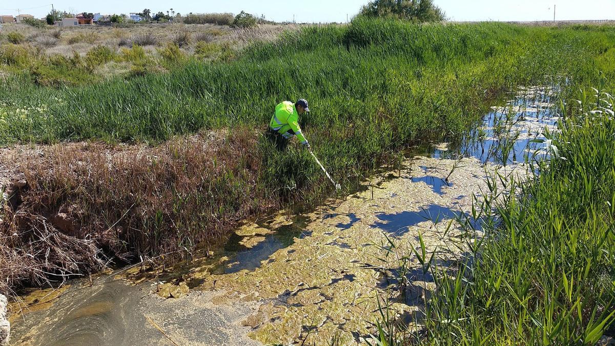 Un técnico de la empresa Lokímica realiza tareas de seguimiento de mosquitos en humedales protegidos de la provincia de Castellón.