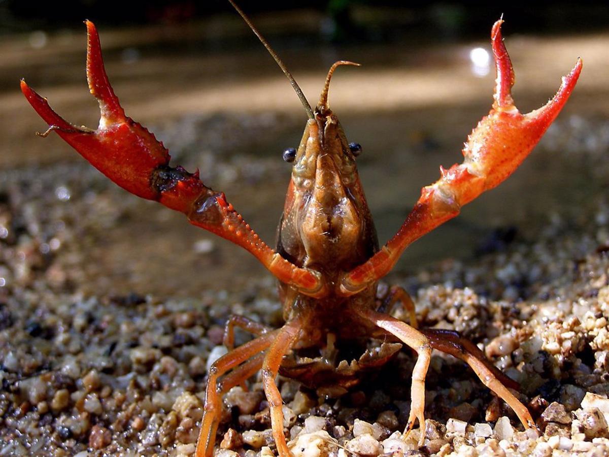 El cangrejo americano, uno de los invasores de los ríos españoles