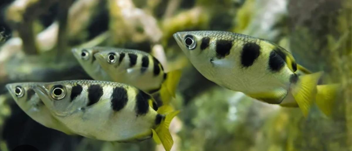 Los peces arquero.