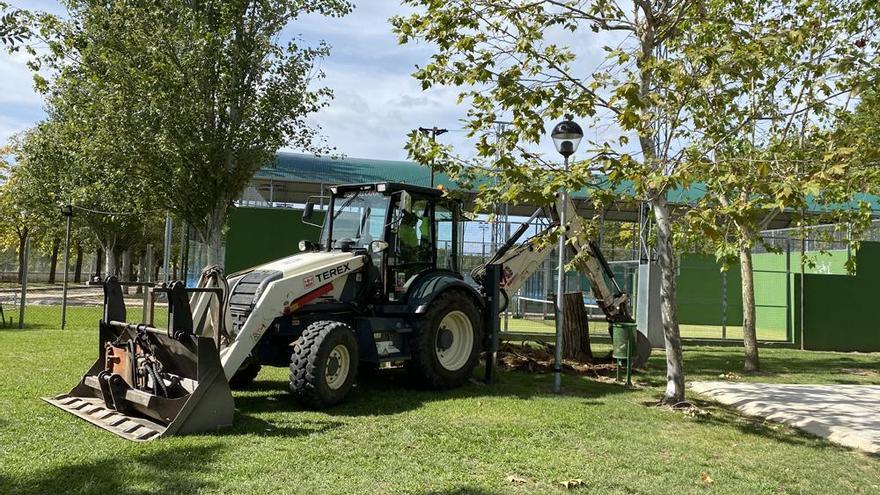 El Ayuntamiento de Coria poda y tala varios árboles para evitar accidentes