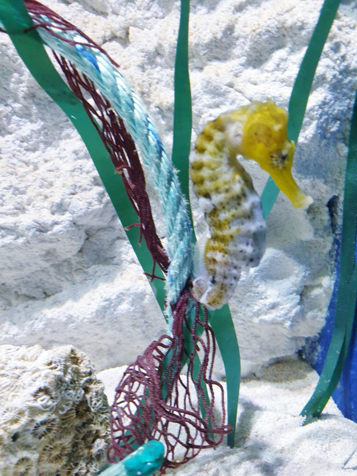 Un caballito de mar.