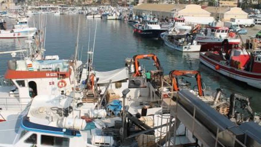 La «fiebre» del pescado azul atrae a los barcos hasta Torrevieja