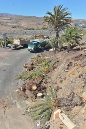 16-08-2018 LAS PALMAS DE GRAN CANARIA. Palmeras taladas en la obra de la rotonda de El Veril. Fotógrafo: ANDRES CRUZ  | 16/08/2018 | Fotógrafo: Andrés Cruz