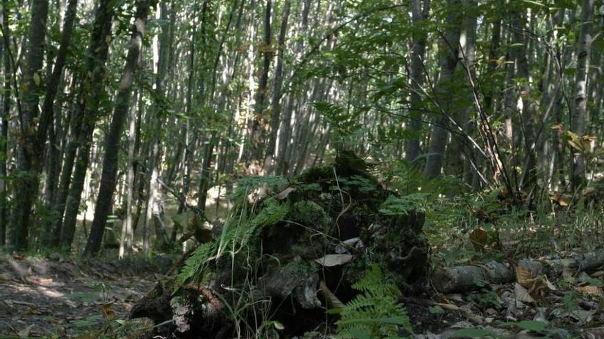 Un bosque de castaños en las Cuencas.