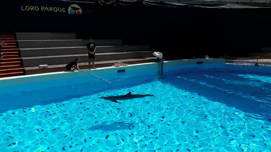 Loro Parque descubre que los delfines distinguen objetos que se diferencian en el grosor de un pelo