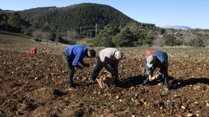 UP denuncia fortes retallades a les rendes de la pagesia catalana