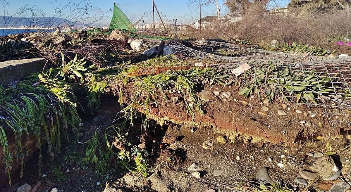 Peligra el Limonium de Málaga