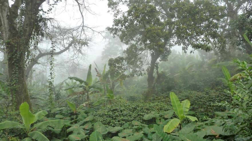 Las grandes amenazas de los bosques