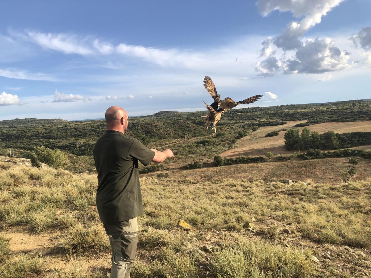 Alliberament d'un Duc a Mas Melons