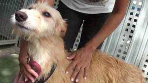 Cada animal acollit en un refugi o protectora té darrere seu una història desafortunada.