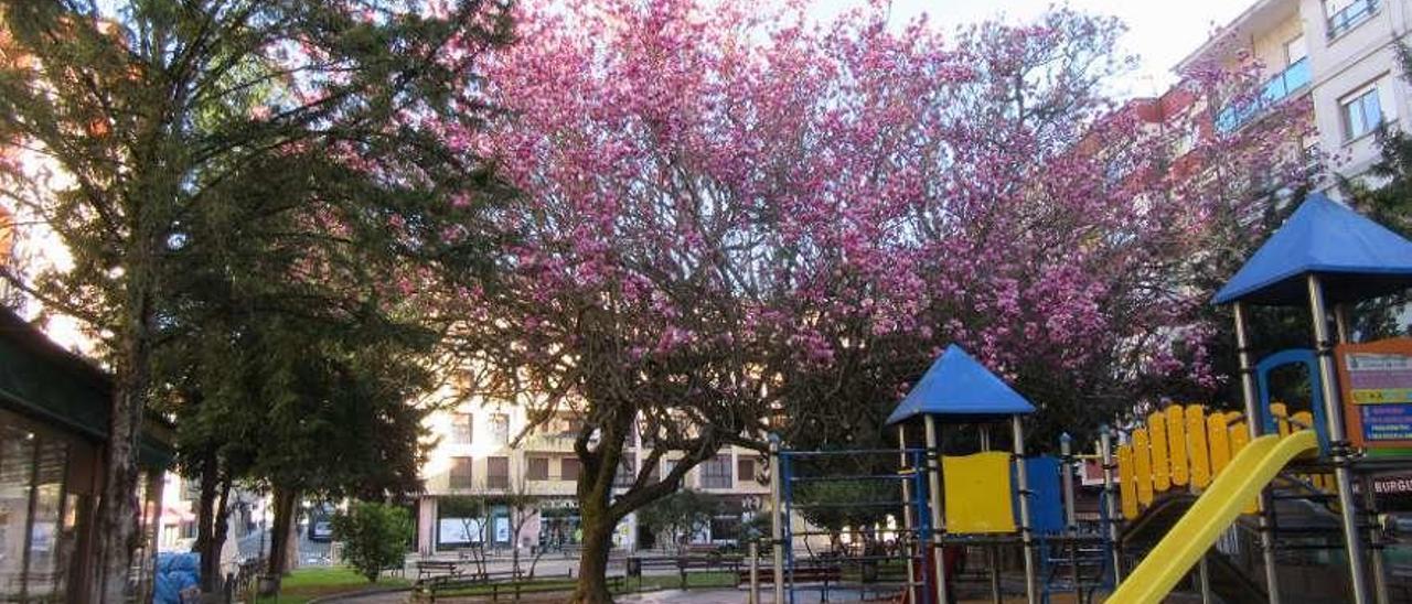 Magnolias de foto en Cangas de Onís