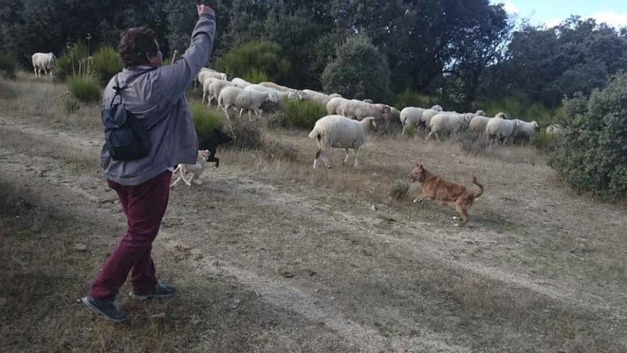 Aurora Prieto frena a las ovejas, con Samba saltando a la derecha frente a los animales.