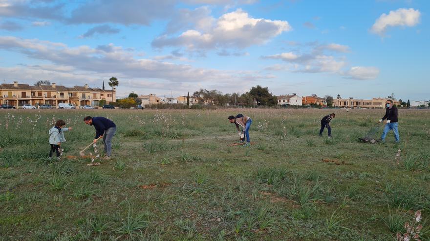 Vecinos de Marratxí plantan pinos en el solar donde Aena proyecta el parque solar