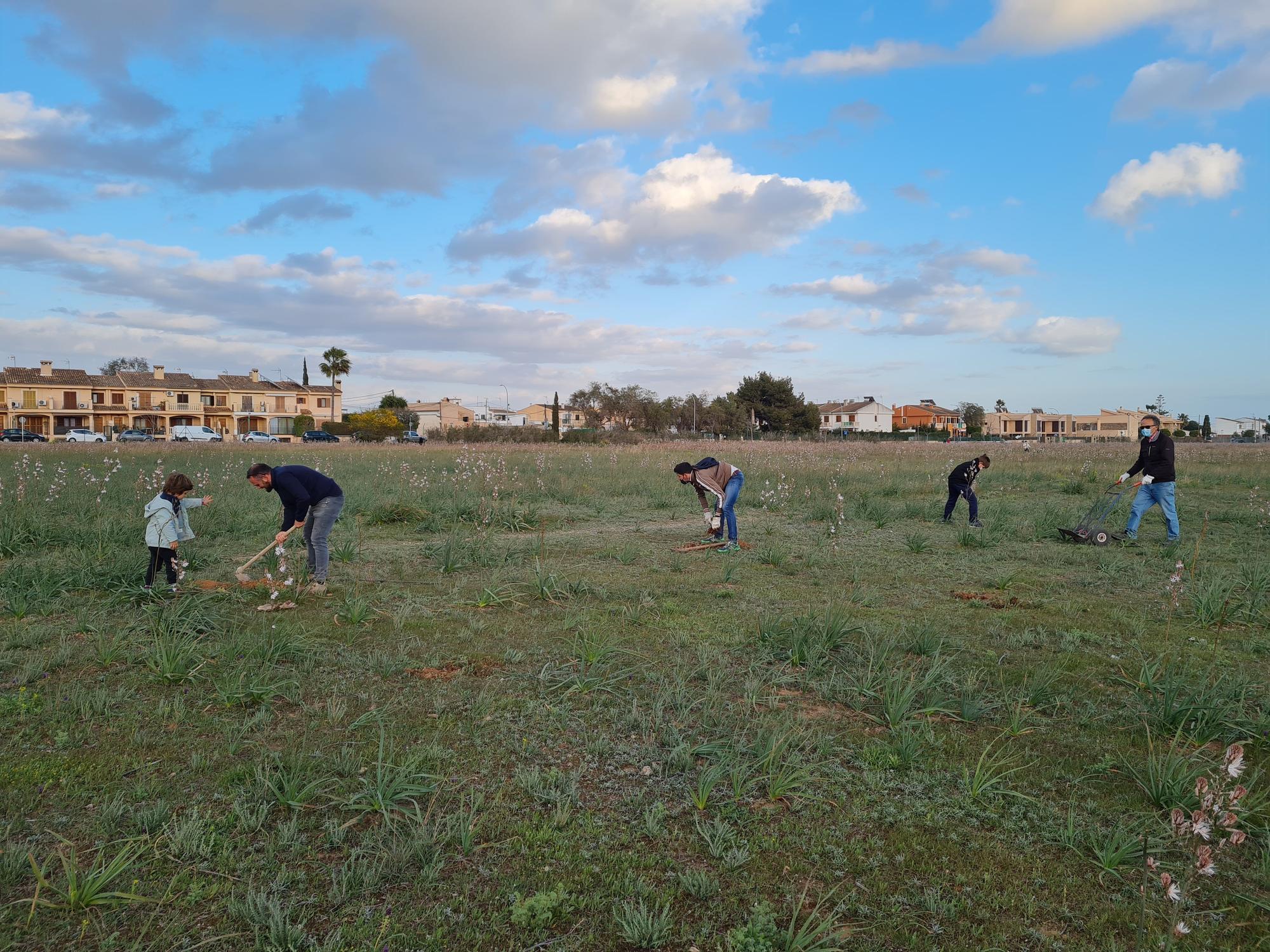 Vecinos de Marratxí plantan pinos en el solar donde Aena proyecta el parque solar