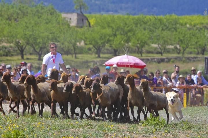 La Valleta de Agres ha sido un año más el escenario del Concurs de Gossos de Ramat