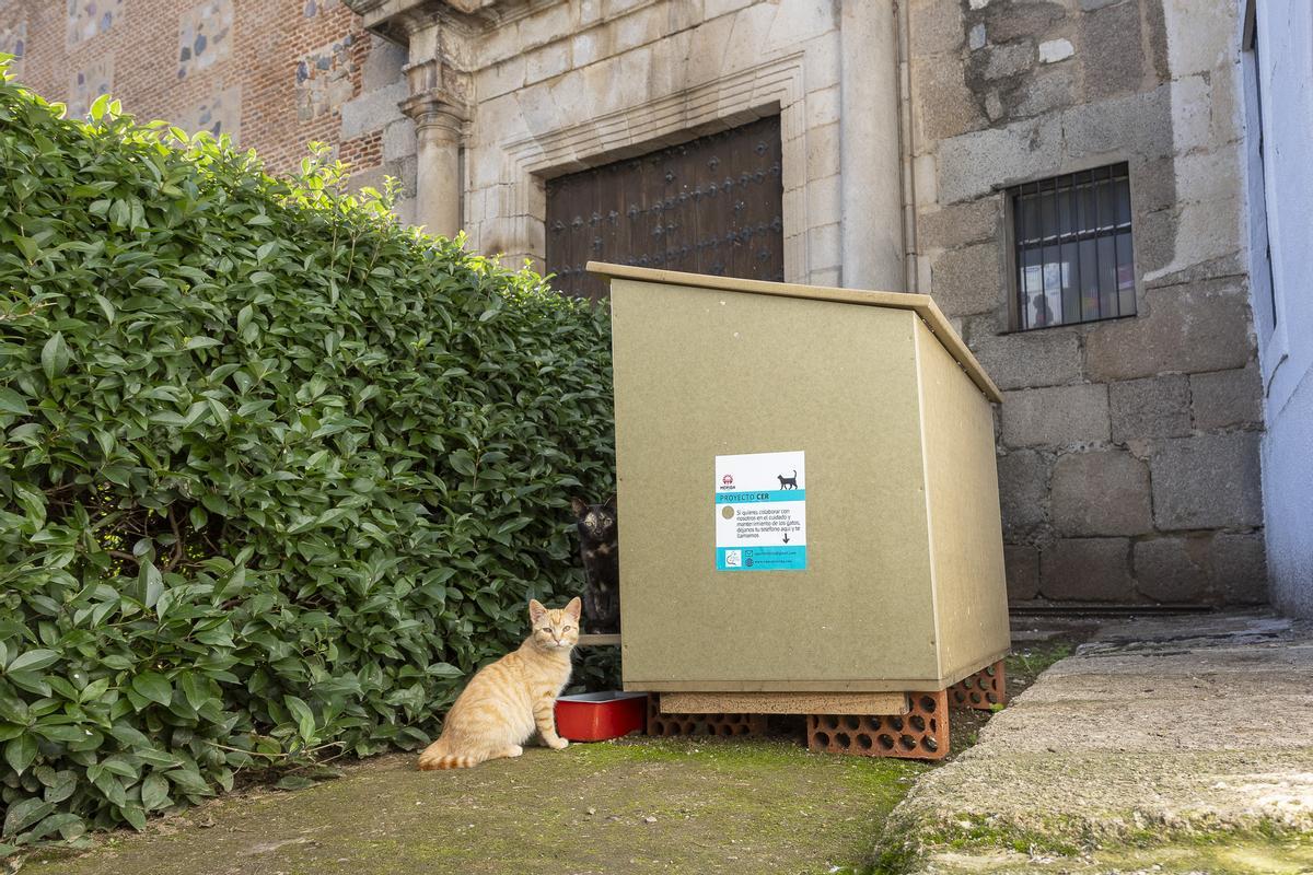 GALERÍA | Salvan a una colonia de gatos que vivían en una casa en ruinas de Mérida