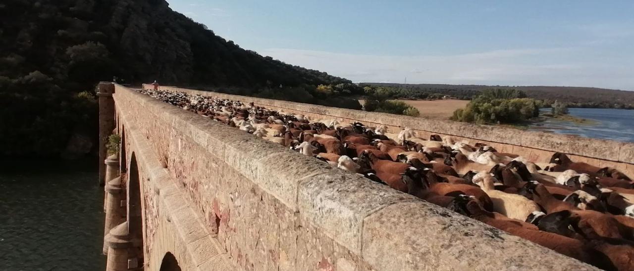 Sobre estas líneas, las ovejas cruzan el Puente Quintos y distintos momentos de la trashumancia desde Fontanillas a Tábara, con perros, voluntarios y vehículos. | |  J. GARCÍA/MARKUS BOHNISCH