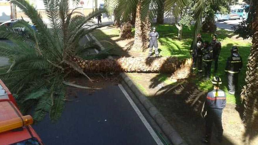 Una palmera cae en la Vega de San José