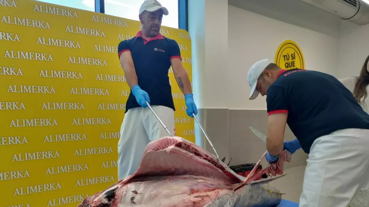 El fascinante ronqueo de un atún rojo salvaje de 250 kilos: "Es algo que no había visto nunca y estoy impresionada"