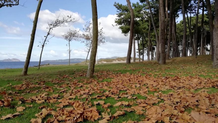 El pinar de Samil, esta mañana // R. Grobas