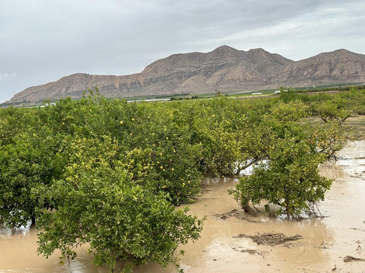 Agua encharcada en una finca de limoneros en Torre Pacheco.