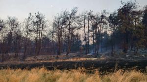 Almenys 17 morts a Turquia en una onada d’incendis