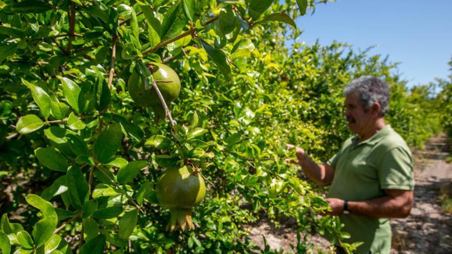 El Ayuntamiento registrará la marca &quot;Camp d&#039;Elx&quot; para poner en valor los productos agrícolas