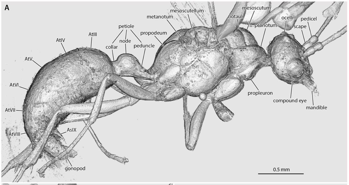 Partes de la hormiga descubierta