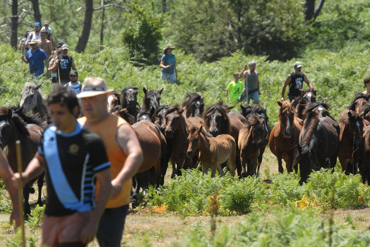 Rapa das Bestas de Sabucedo, A Estrada, 2026.