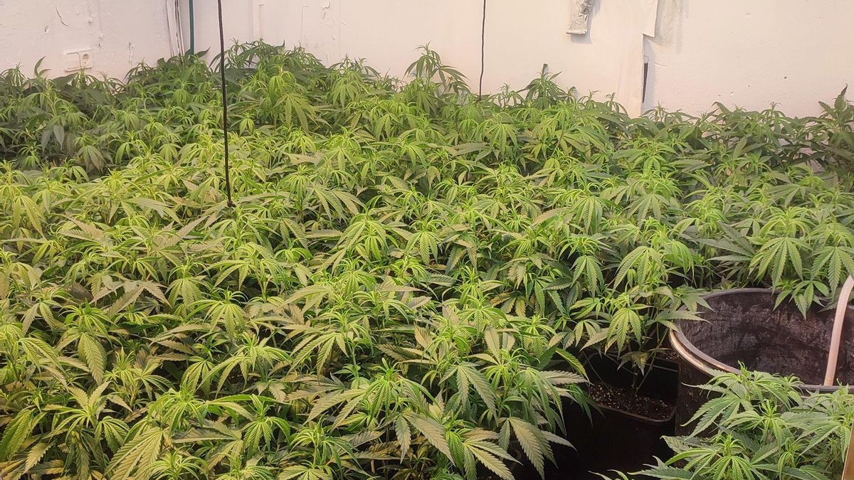 Desmantelados 11 invernaderos con más de mil plantas de cannabis en la Vega Media.