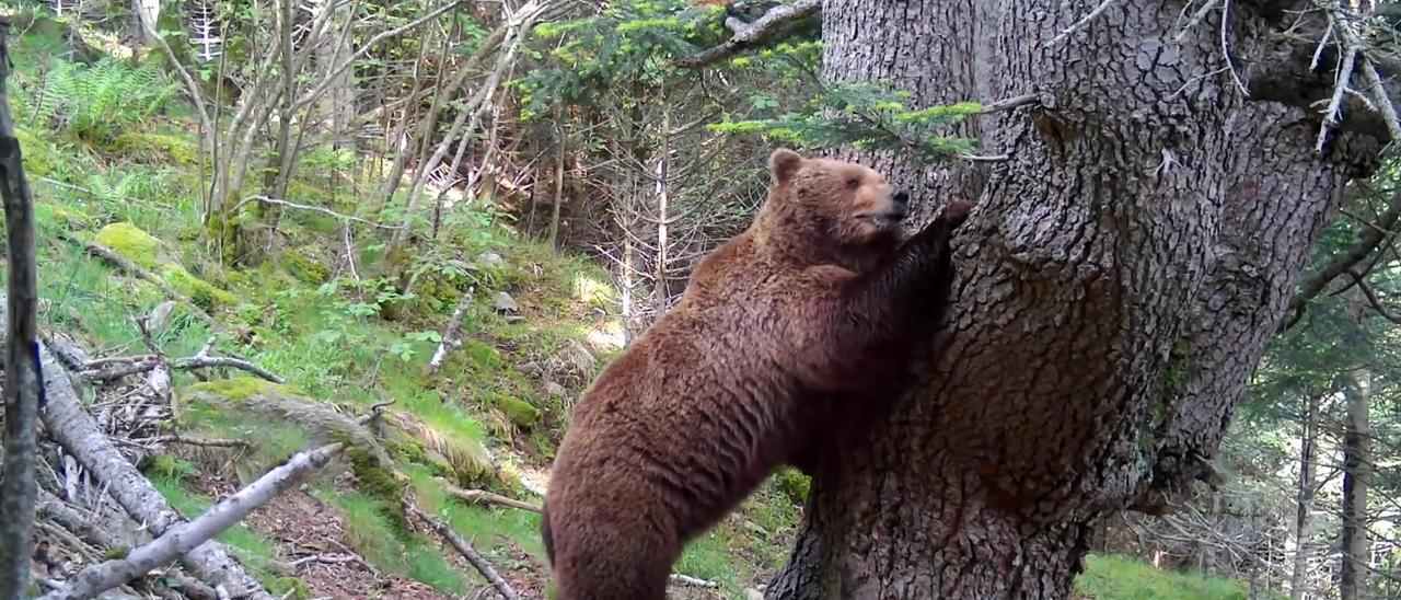 83 osos viven en los Pirineos