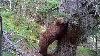 Nuevo récord de osos en los Pirineos: "Cada vez saldrán más noticias y habrá más encuentros"