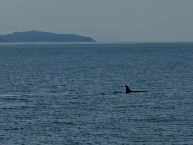 Así se disfruta de las orcas desde el "Chasula"