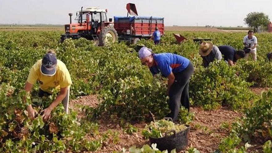 La vendimia está en plena campaña y los agricultores se quejan de que no se están firmando contratos.