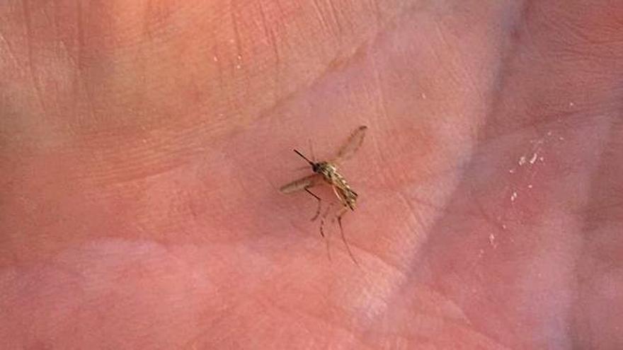 Los mosquitos de marisma toman 
el Sur tras las 
lluvias de enero  