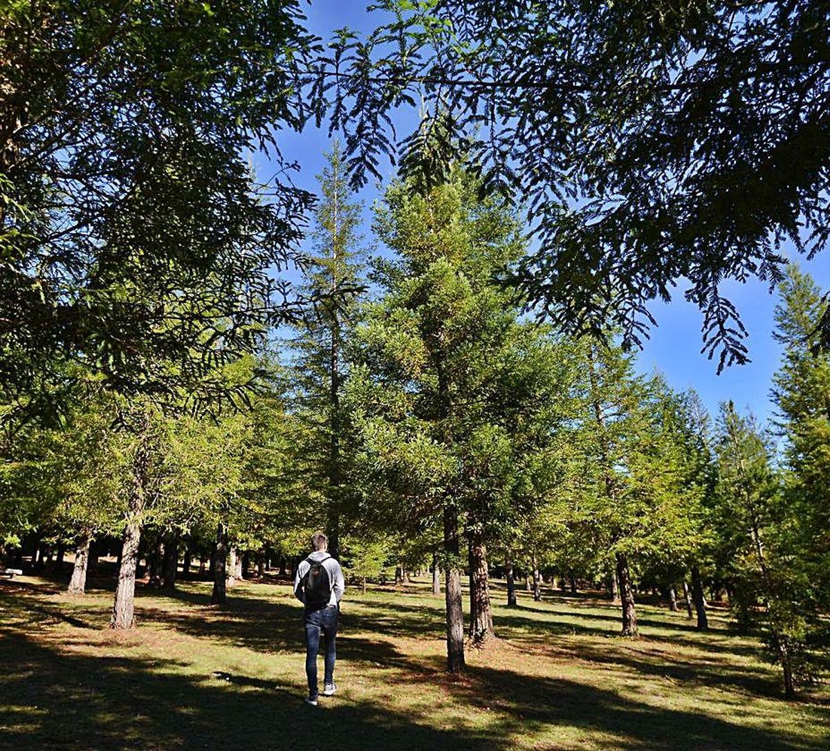 En 30 años, el bosque de Vincios puede ser como el de Poio. | // G. SANTOS