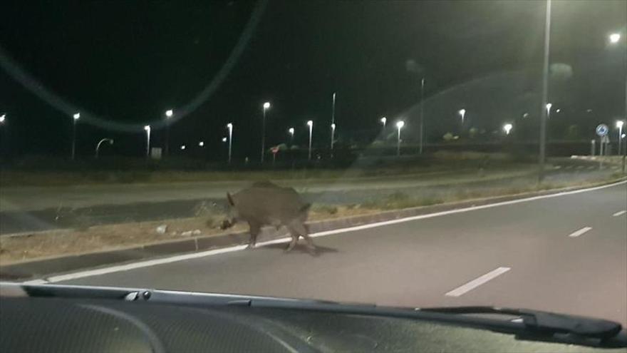 Los jabalís llegan al Junquillo