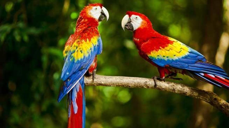 Una pareja de loros.