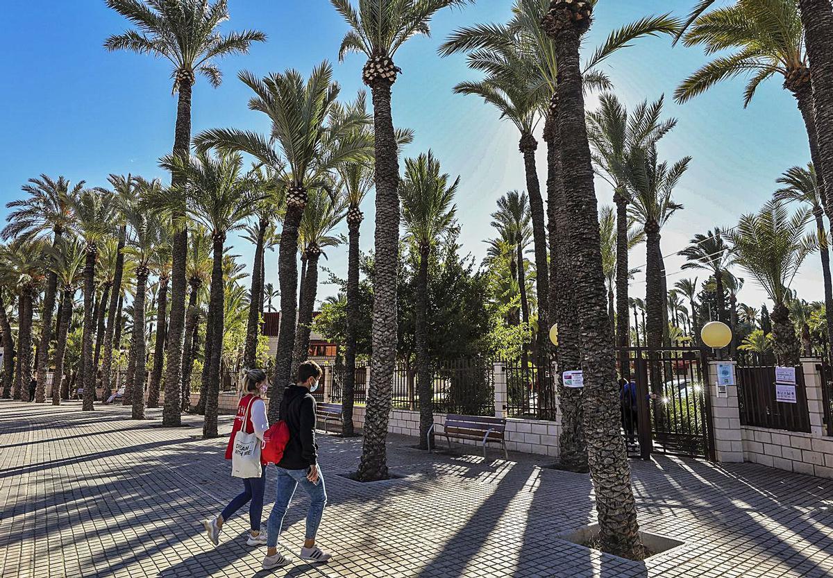 El colegio El Palmeral, rodeado de cientos de ejemplares