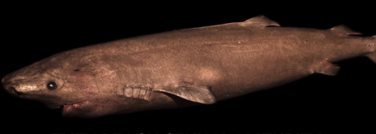 tiburon-groenlandia2
