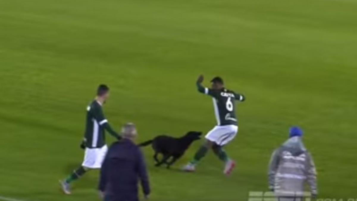 El perro estuvo a punto de morder al futbolista