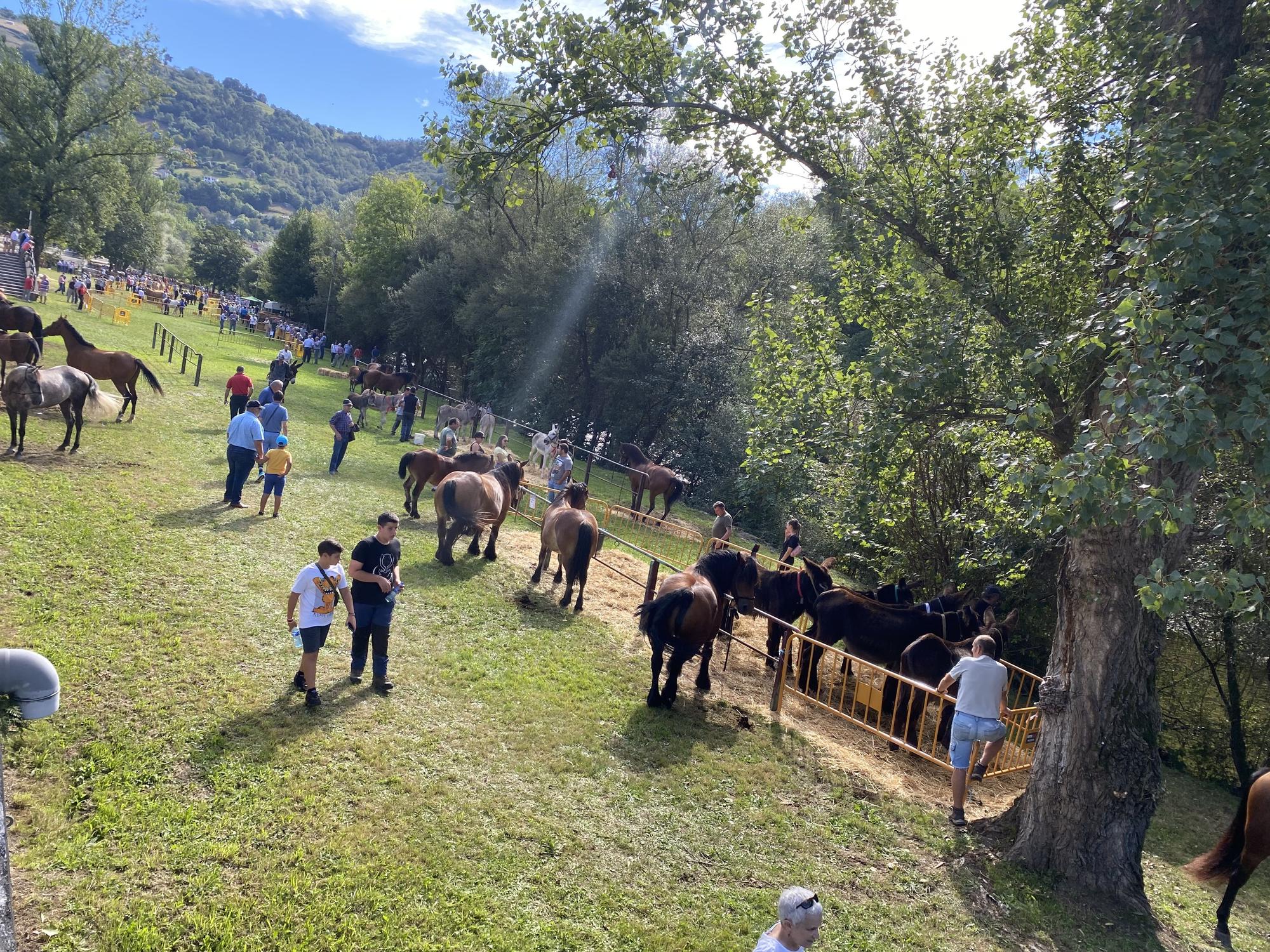 Concurso de ganado en la Feria de San Martín