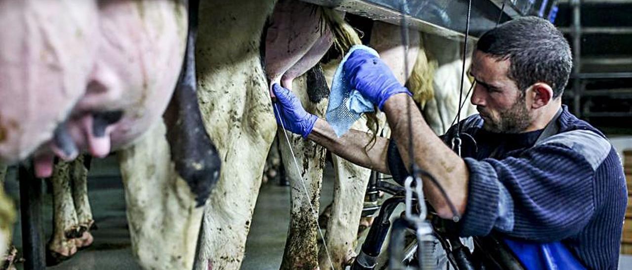 Sala de ordeño de la ganadería Agroartime, en Gozón. | Julián Rus