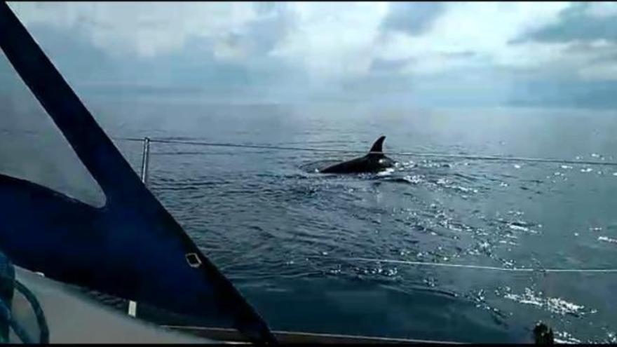 Las orcas reaparecen cerca de Cabo Ortegal