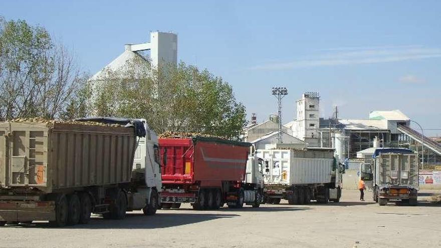 Transportistas esperan en la puerta de Azucarera para entregar raíz. Foto