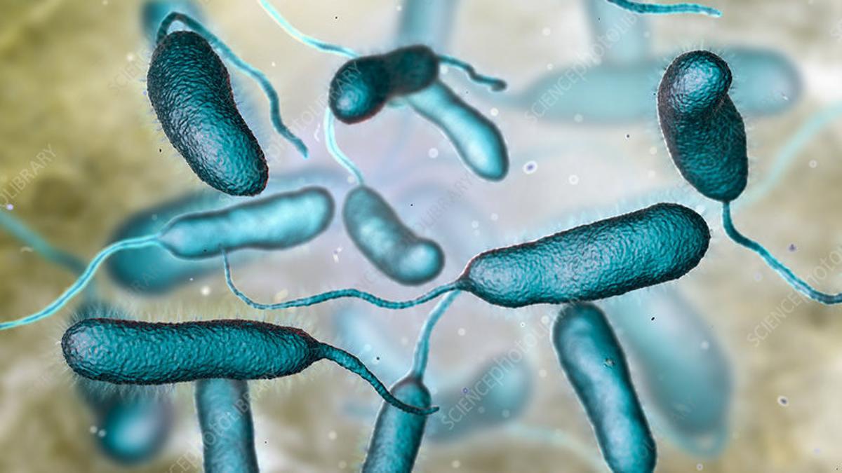 Las bacterias vibrio son las causantes de la muerte de las esponjas