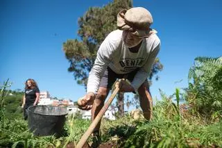 La papa canaria, cada vez más acosada por el cambio climático, las plagas y las nuevas variedades