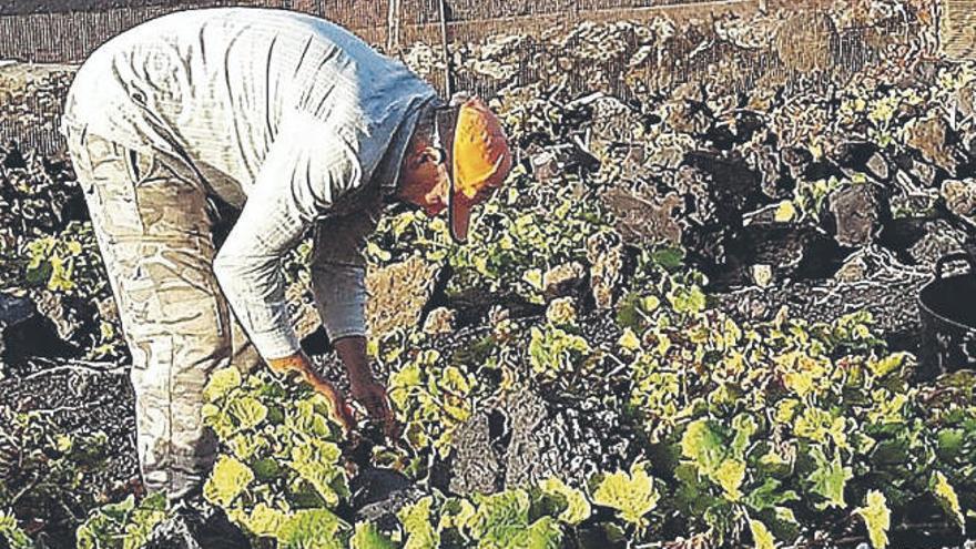 Un agricultor trabaja un viñedo en el municipio de Fuencaliente.